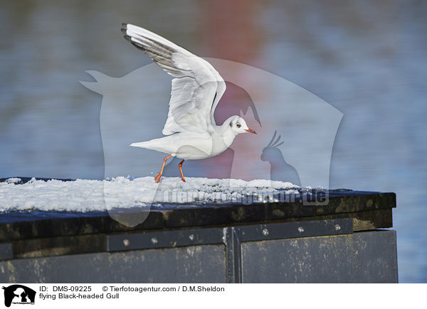 fliegende Lachmwe / flying Black-headed Gull / DMS-09225