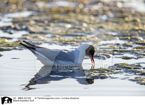 Lachm�we / Black-headed Gull / MBS-24193