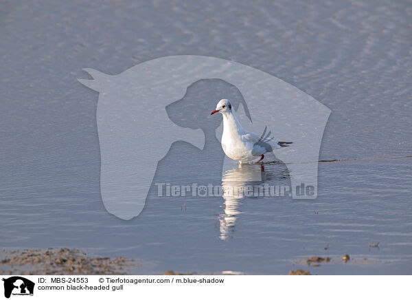 Lachmwe / common black-headed gull / MBS-24553