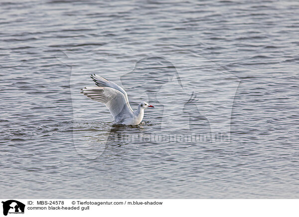 Lachmwe / common black-headed gull / MBS-24578