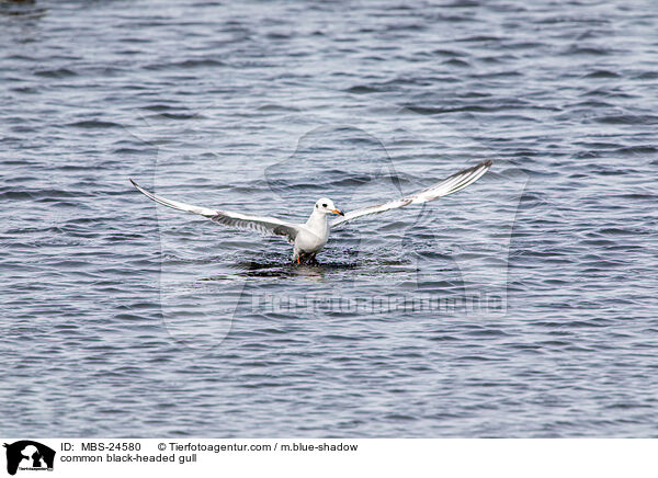 common black-headed gull / MBS-24580