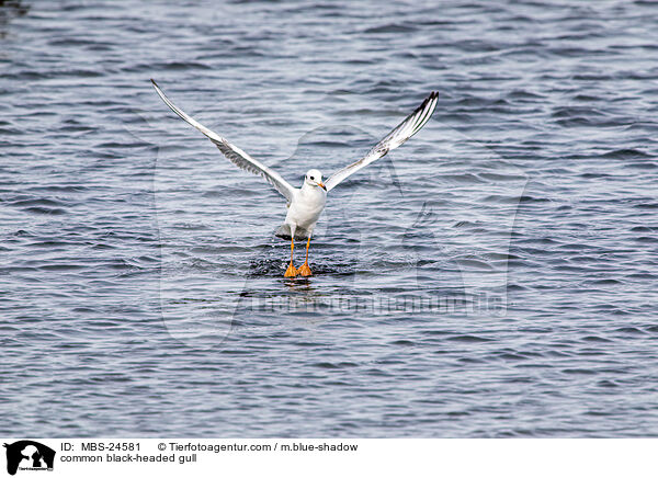 Lachmwe / common black-headed gull / MBS-24581