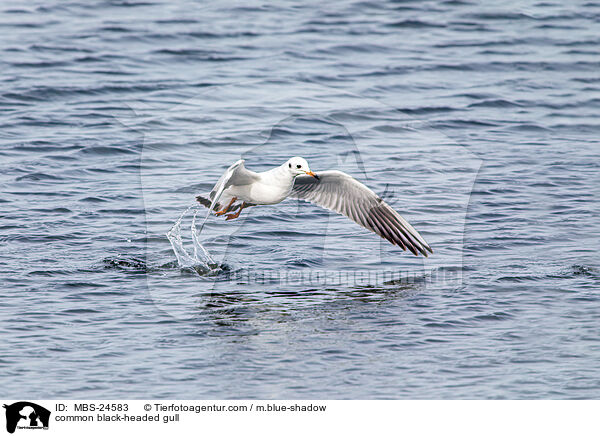 Lachmwe / common black-headed gull / MBS-24583