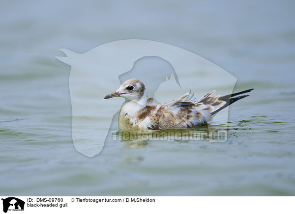 black-headed gull / DMS-09760