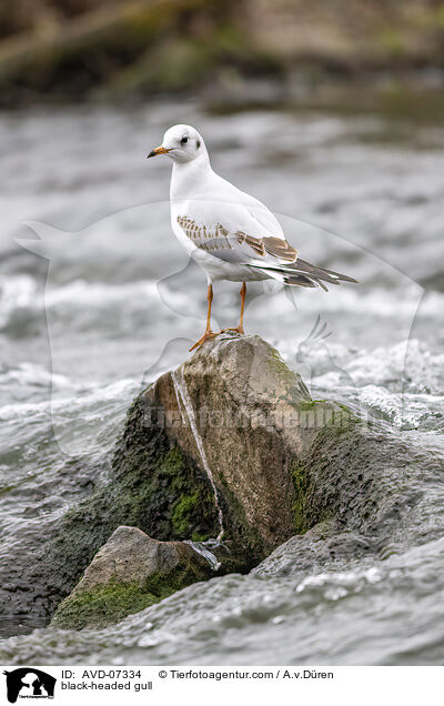 Lachmwe / black-headed gull / AVD-07334