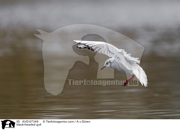 black-headed gull / AVD-07349