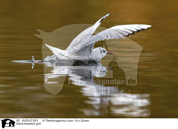 black-headed gull / AVD-07353