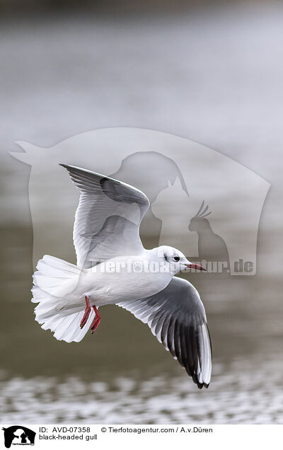 Lachmwe / black-headed gull / AVD-07358
