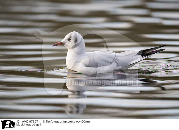 Lachmwe / black-headed gull / AVD-07367