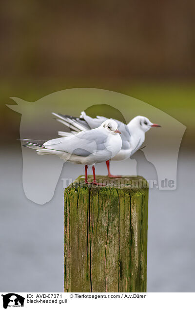 Lachmwe / black-headed gull / AVD-07371