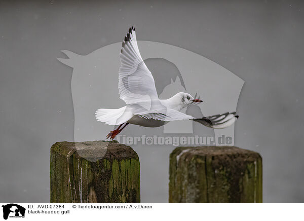 black-headed gull / AVD-07384