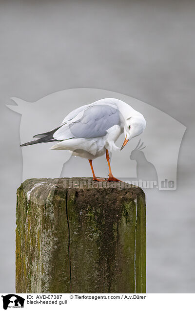 Lachmwe / black-headed gull / AVD-07387