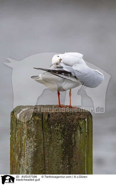 Lachmwe / black-headed gull / AVD-07396