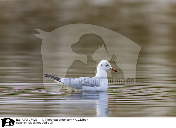 Lachmwe / common black-headed gull / AVD-07425