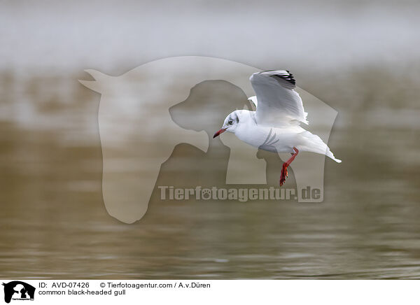 Lachmwe / common black-headed gull / AVD-07426