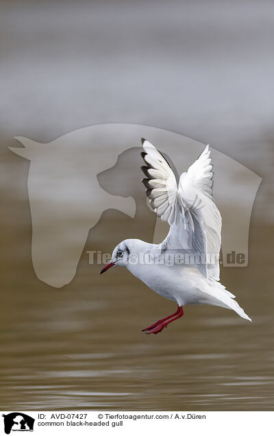 Lachmwe / common black-headed gull / AVD-07427