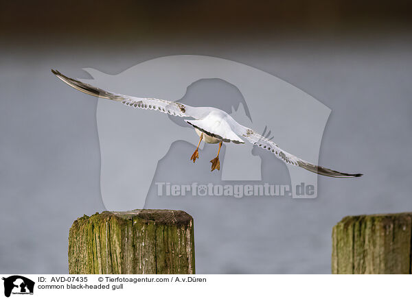 Lachmwe / common black-headed gull / AVD-07435