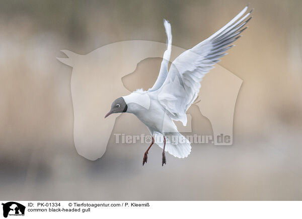 common black-headed gull / PK-01334