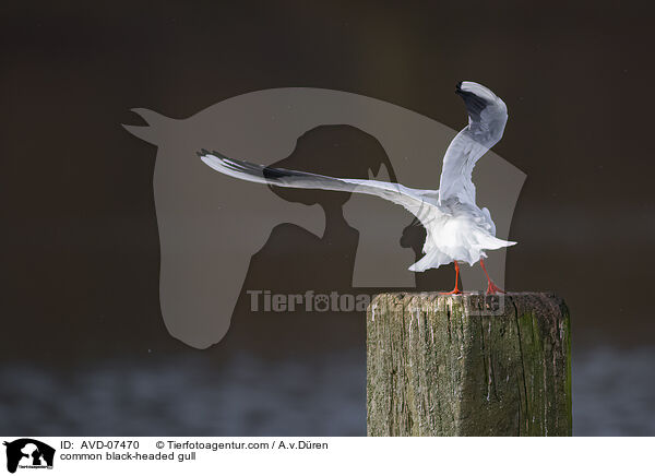 common black-headed gull / AVD-07470