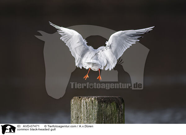 Lachmwe / common black-headed gull / AVD-07471