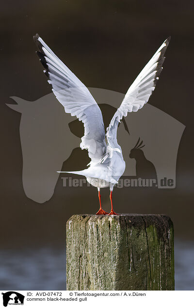 common black-headed gull / AVD-07472
