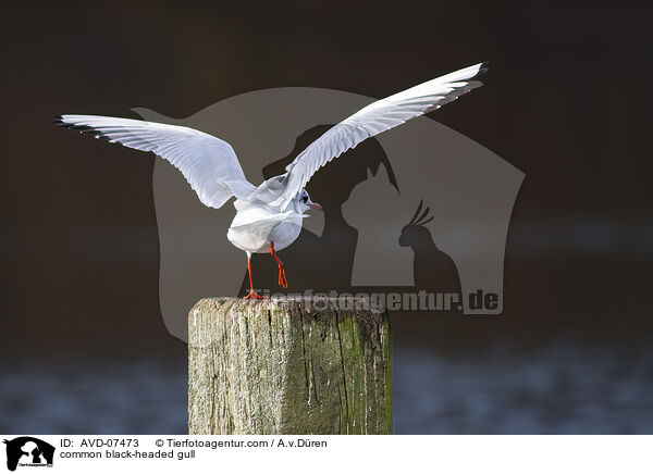 common black-headed gull / AVD-07473