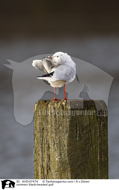 common black-headed gull / AVD-07474