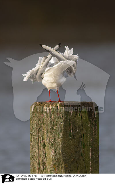 Lachmwe / common black-headed gull / AVD-07476