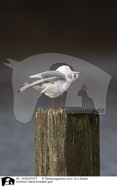common black-headed gull / AVD-07477