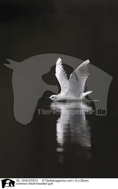 common black-headed gull / AVD-07673