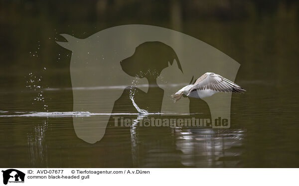 Lachmwe / common black-headed gull / AVD-07677