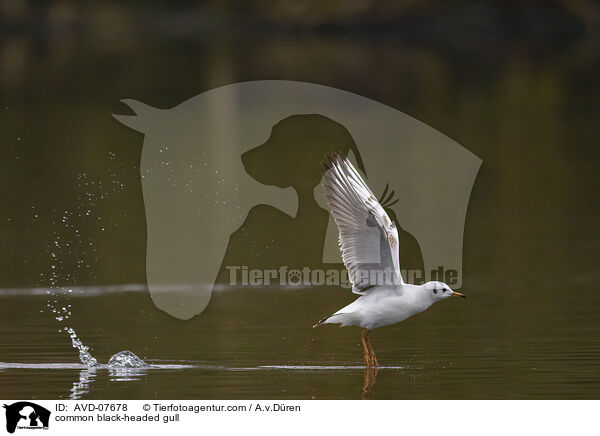Lachmwe / common black-headed gull / AVD-07678