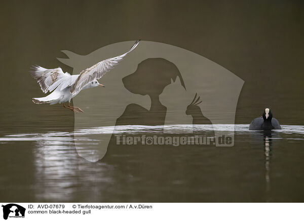 Lachmwe / common black-headed gull / AVD-07679