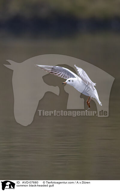 common black-headed gull / AVD-07680