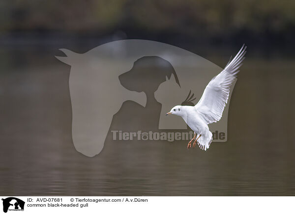Lachmwe / common black-headed gull / AVD-07681