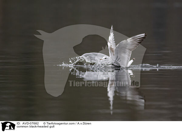 Lachmwe / common black-headed gull / AVD-07682