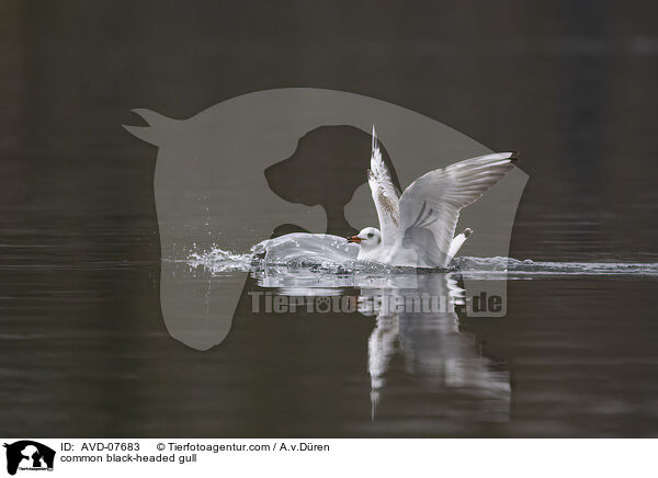 Lachmwe / common black-headed gull / AVD-07683