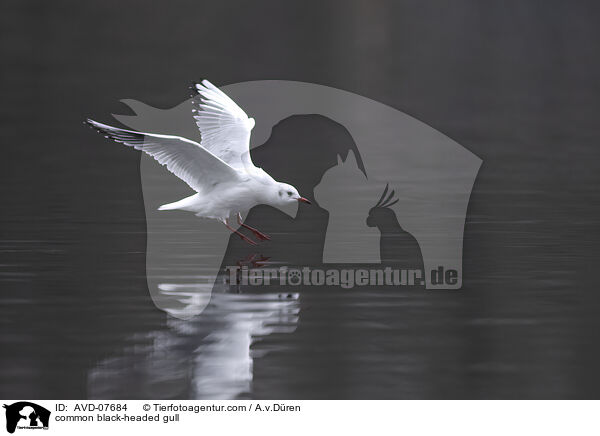 Lachmwe / common black-headed gull / AVD-07684