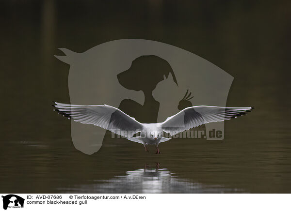 Lachmwe / common black-headed gull / AVD-07686