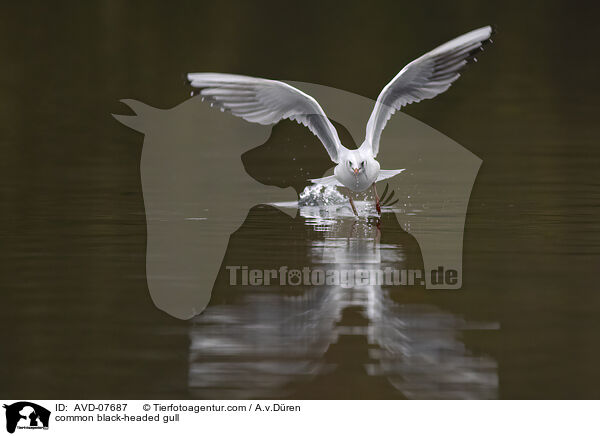 common black-headed gull / AVD-07687