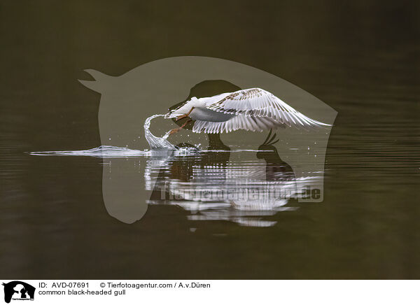 Lachmwe / common black-headed gull / AVD-07691