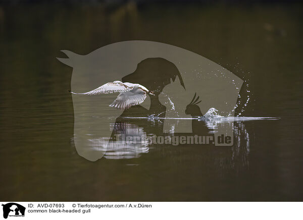Lachmwe / common black-headed gull / AVD-07693