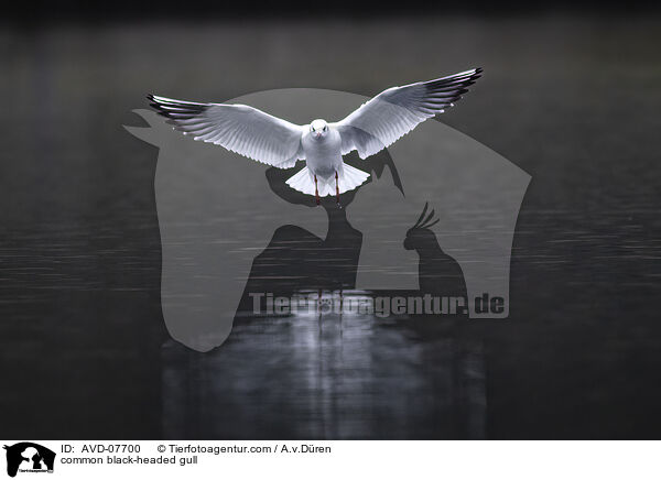 Lachmwe / common black-headed gull / AVD-07700