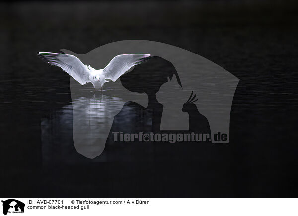 common black-headed gull / AVD-07701