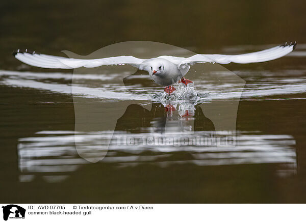 Lachmwe / common black-headed gull / AVD-07705
