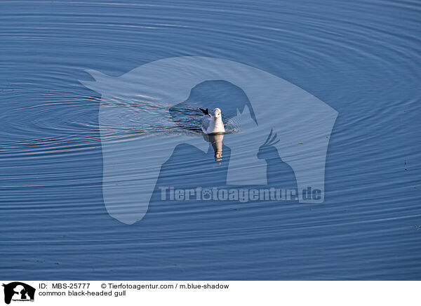 common black-headed gull / MBS-25777