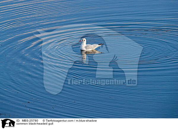 Lachmwe / common black-headed gull / MBS-25780
