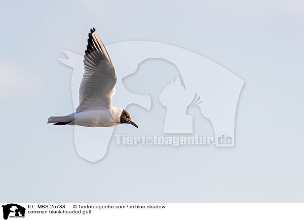 common black-headed gull / MBS-25788