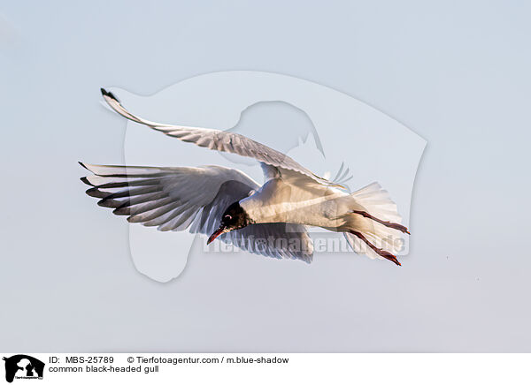 Lachmwe / common black-headed gull / MBS-25789