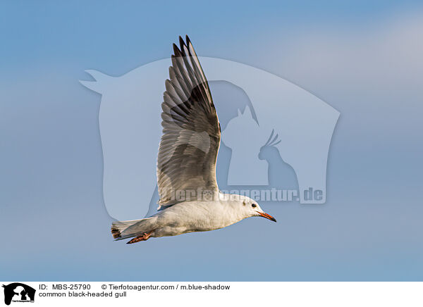 Lachmwe / common black-headed gull / MBS-25790